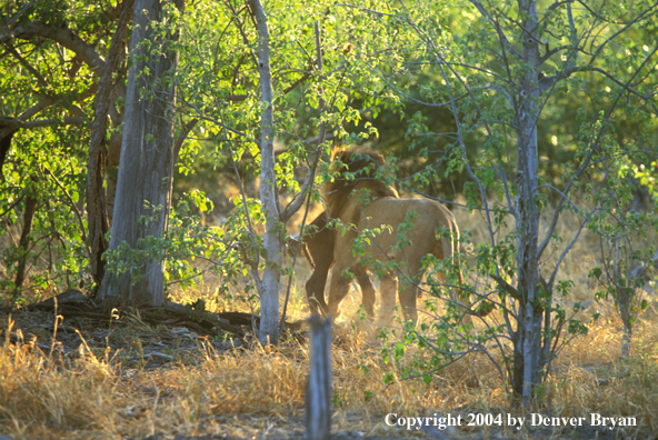 Male African lion with kill.