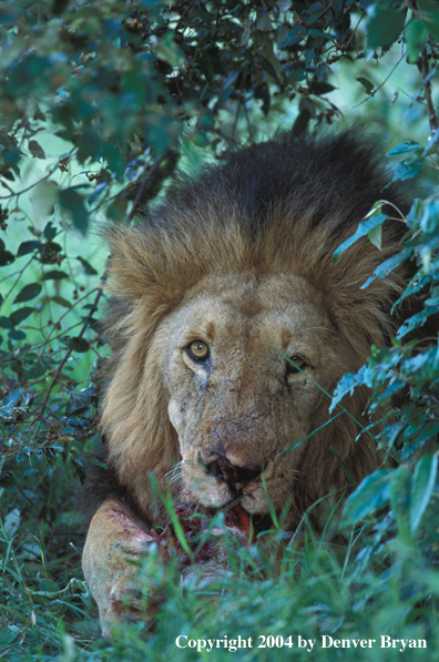 Male African lion feeding. Africa