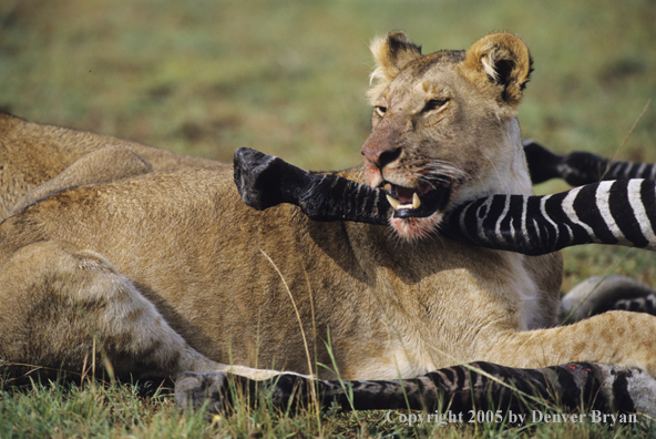 African lion feeding on Zebra.