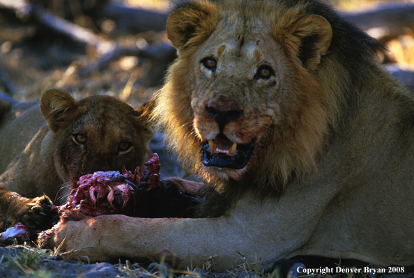 African lions eating kill