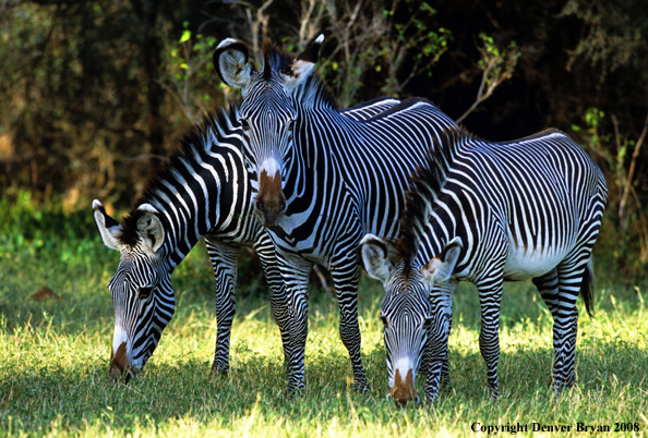 Grevy's Zebra grazing