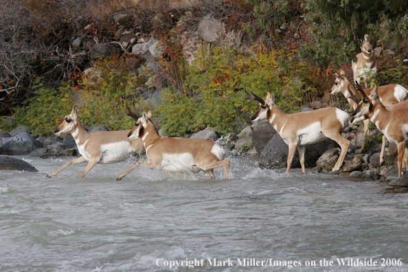 Pronghorn Antelope crossing river