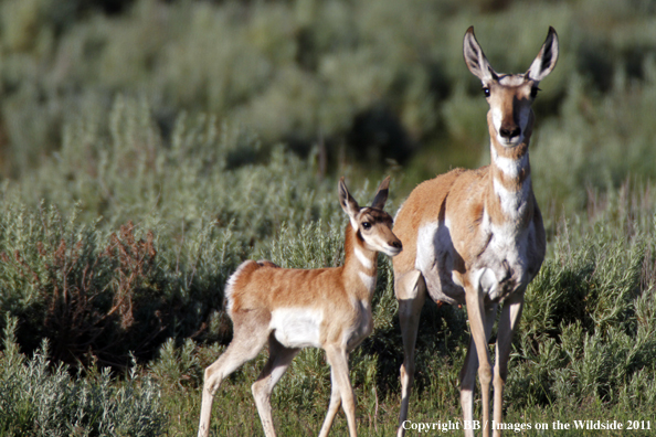 Pronghorn Antelope with fawn. 