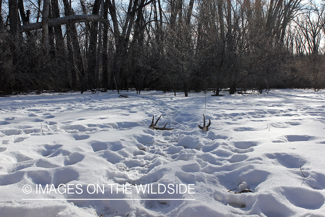 White-tailed deer shed in snow.