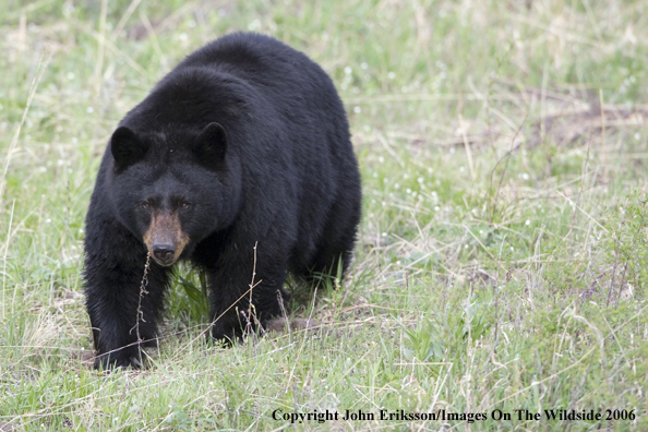 Black bear in habitat.