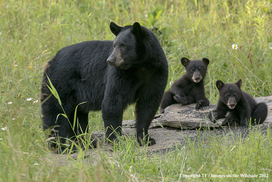 Black bear in field with cubs.