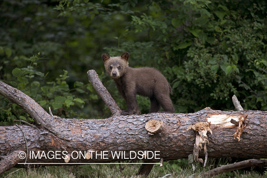 Black Bear cub in habitat.