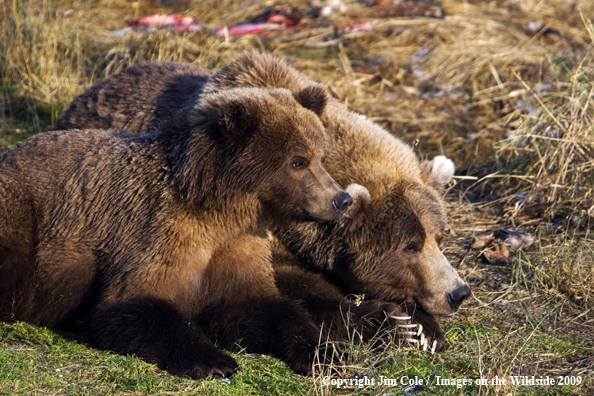 Grizzly bear in habitat