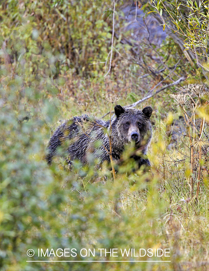 Grizzly Bear in habitat.