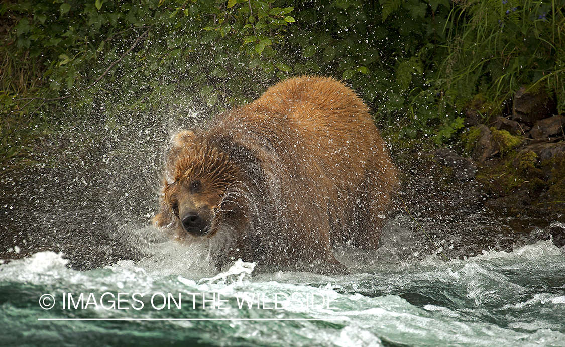 Grizzly bear in river. 