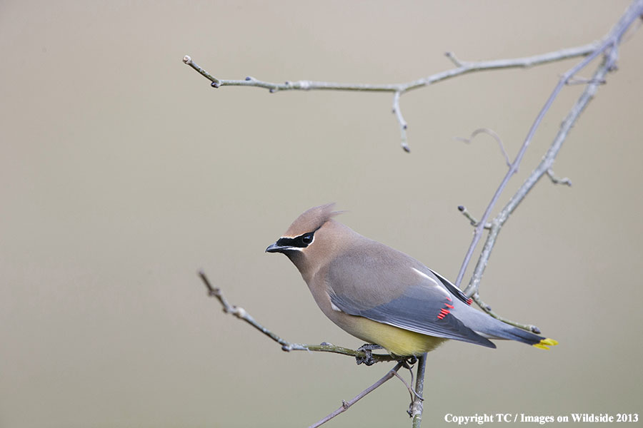 Cedar Waxwing in habitat.