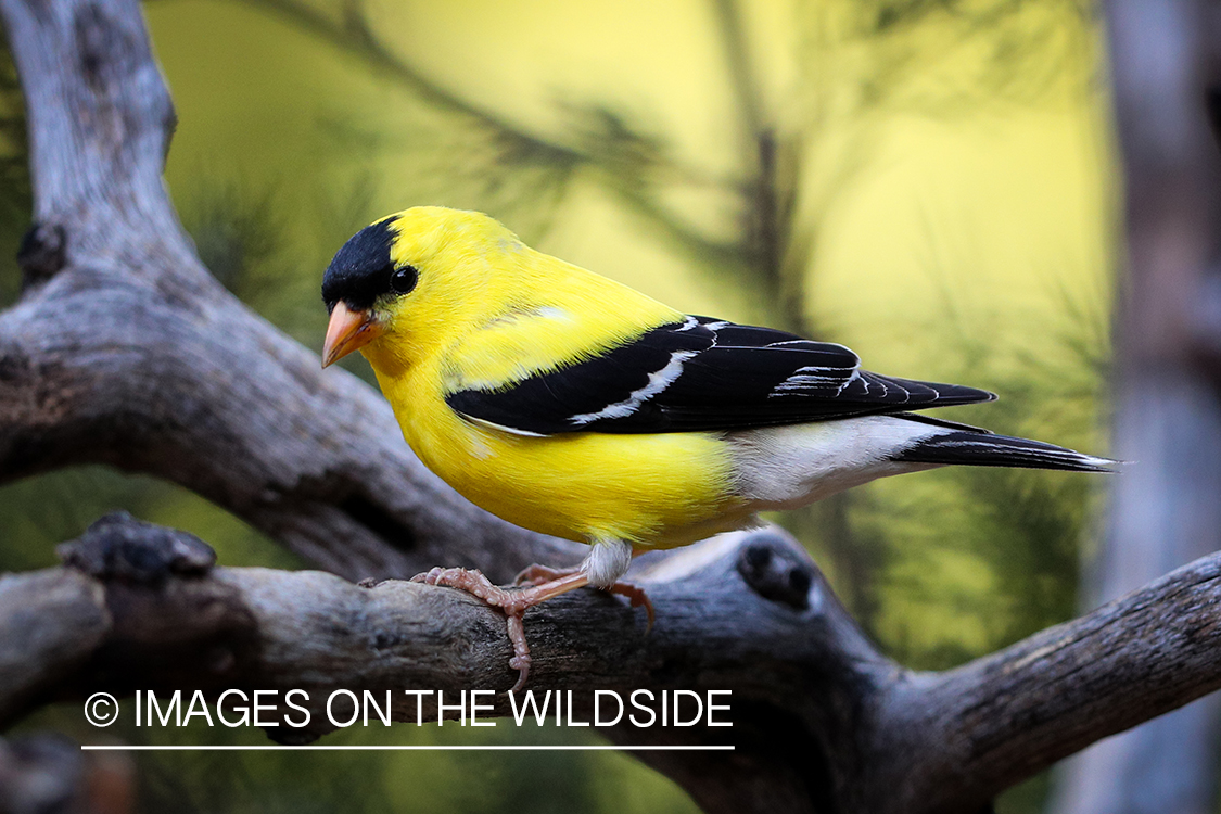 American Gold Finch on branch.