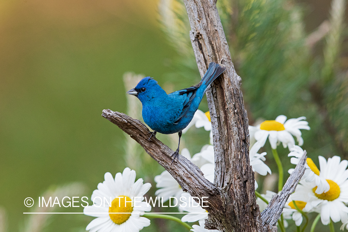 Indigo Bunting on branch.