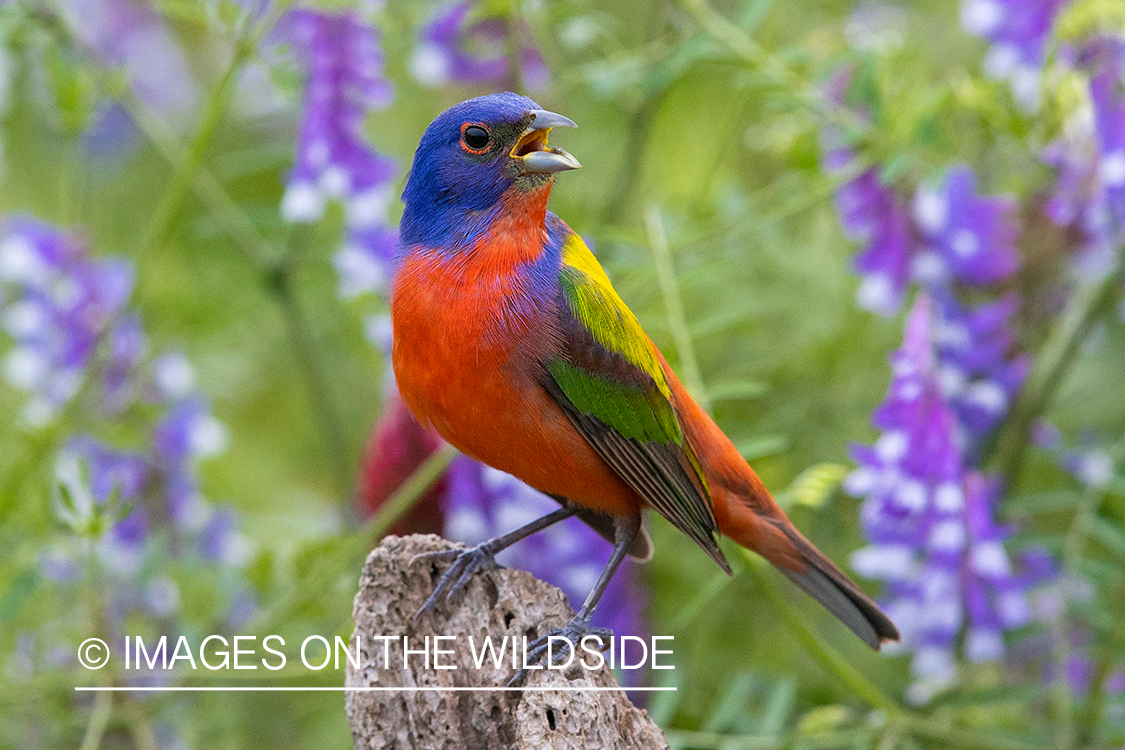 Painted bunting in habitat.