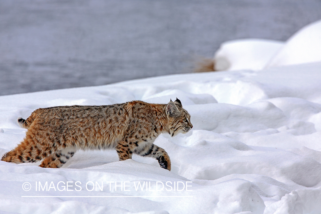 Bobcat in habitat.