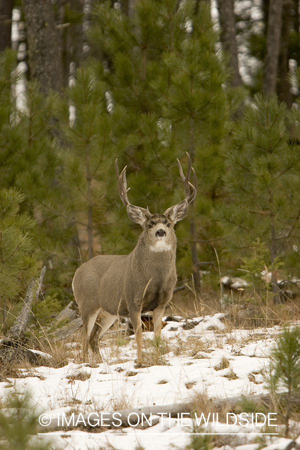 Mule deer buck in habitat.