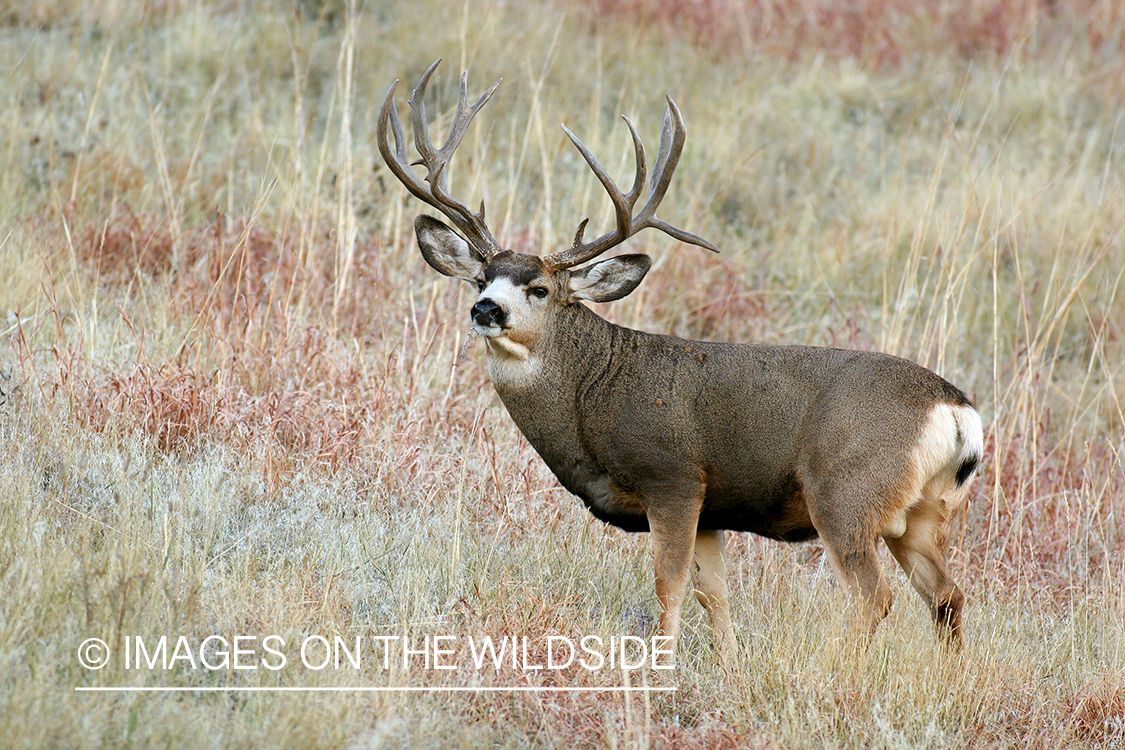 Mule deer buck in habitat. 