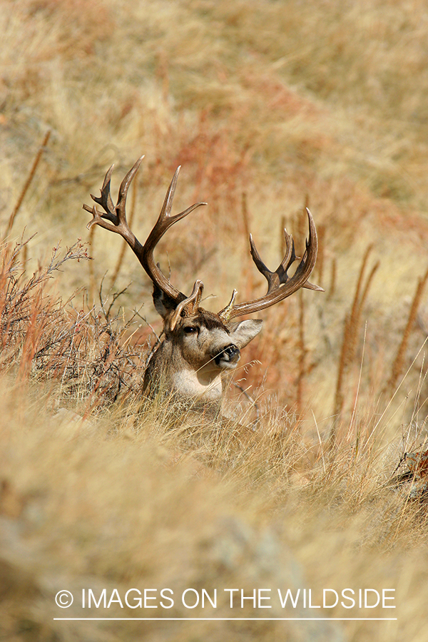 Mule deer buck in habitat. 