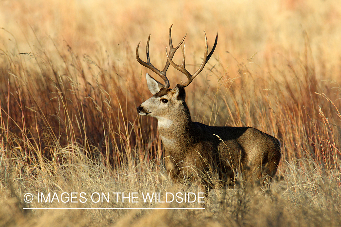 Mule deer buck in habitat. 