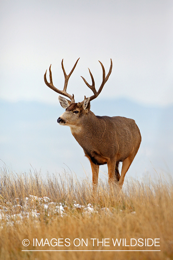 Mule deer buck in habitat.