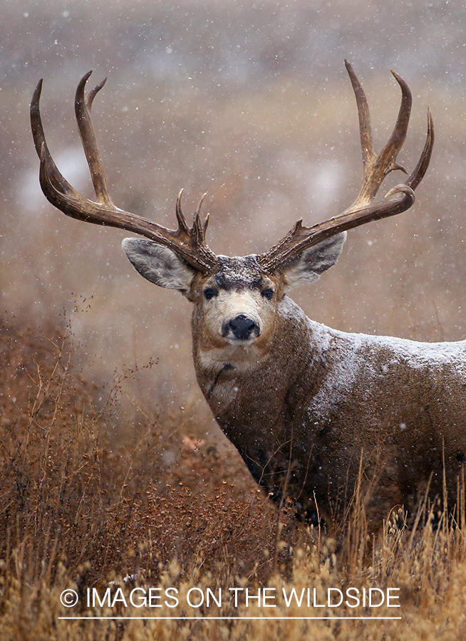 Mule deer buck in habitat. 