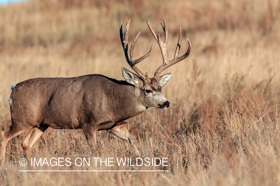 White-tailed buck in field in late fall.