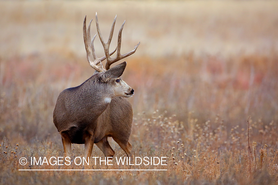 Mule deer buck in rut in field. 