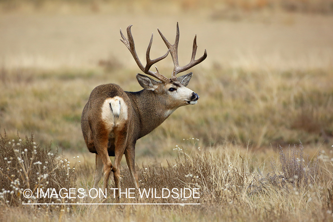 Mule deer buck in field.