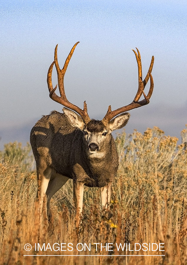 Mule deer buck in habitat.