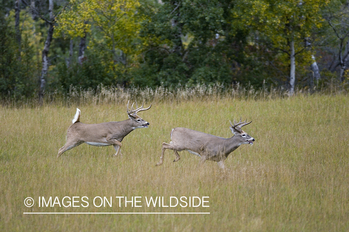 Whitetailed deer in habitat.