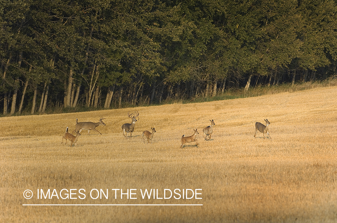 Whitetail Deer in Field