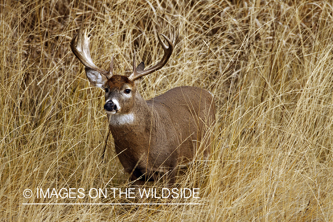 Whitetail Buck