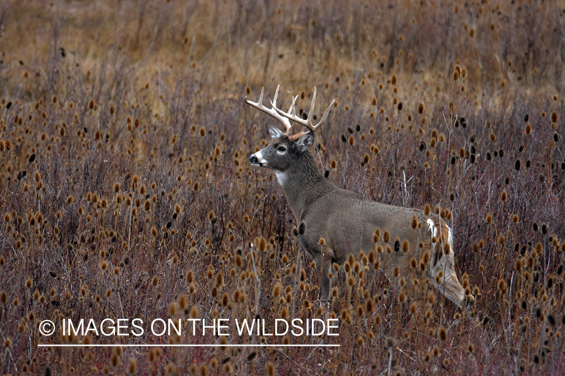 Whitetail Buck in Field