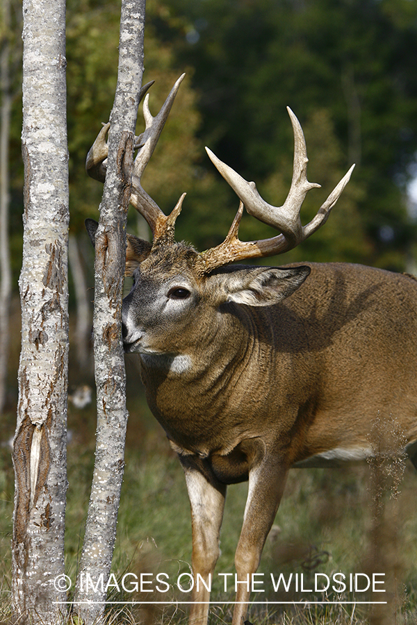 Whitetail buck in habitat