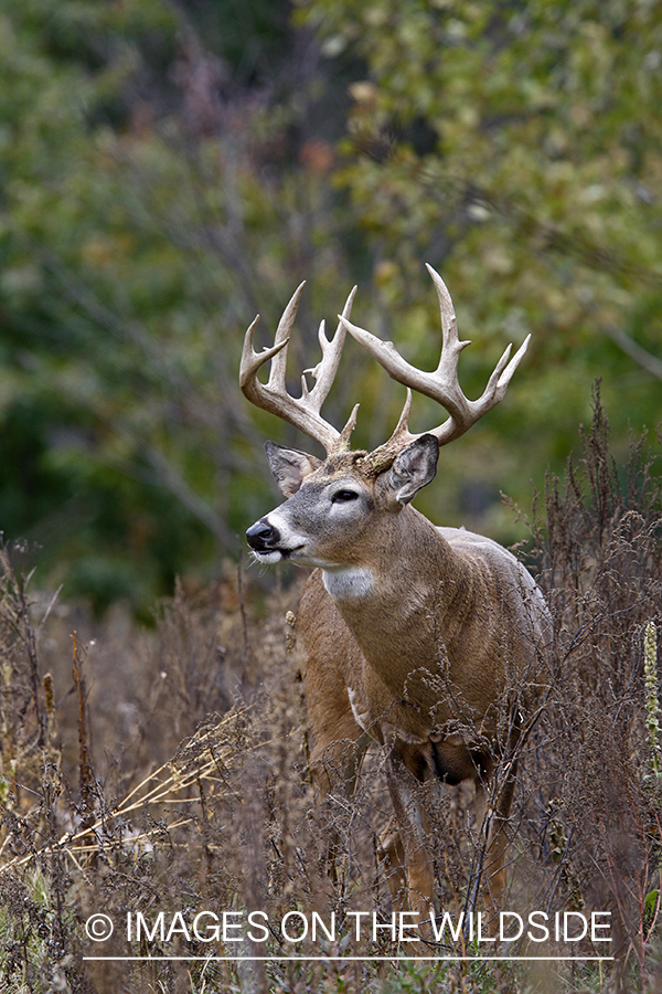 Whitetail buck in habitat