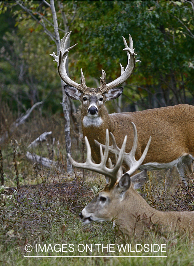 Whitetail bucks in habitat