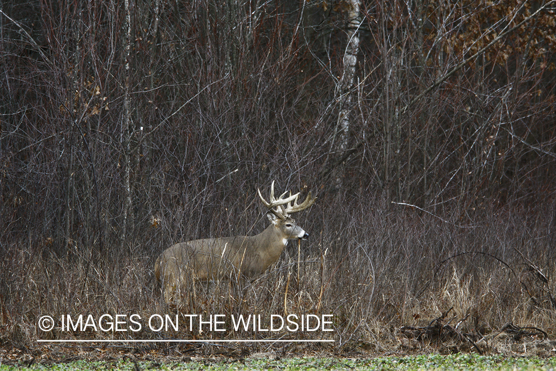 Whitetail buck in habitat.