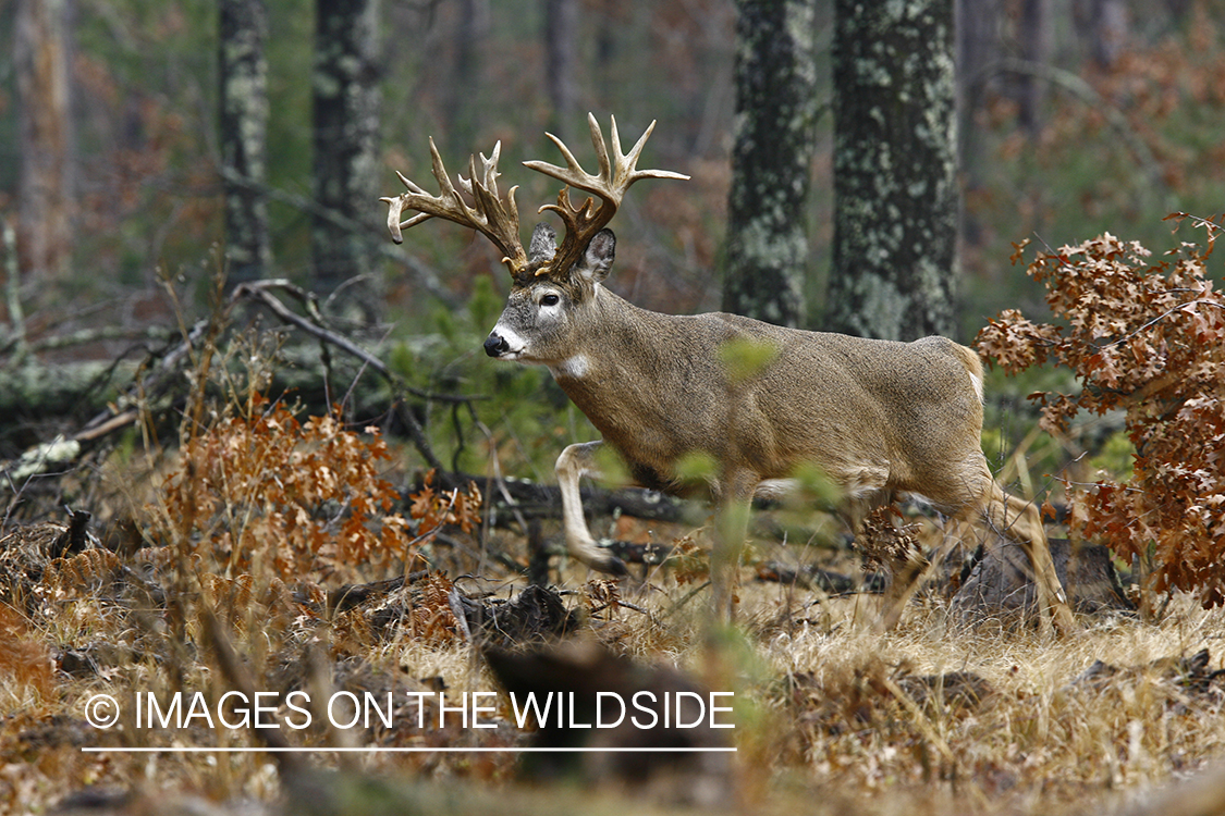 Whitetail buck in habitat.