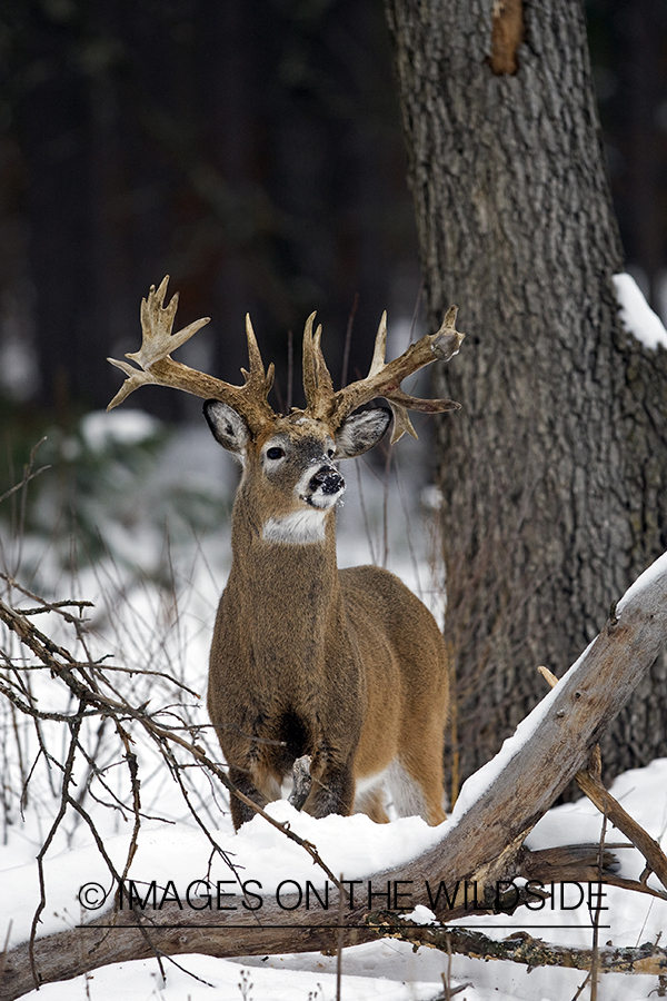 White-tailed buck in habitat.