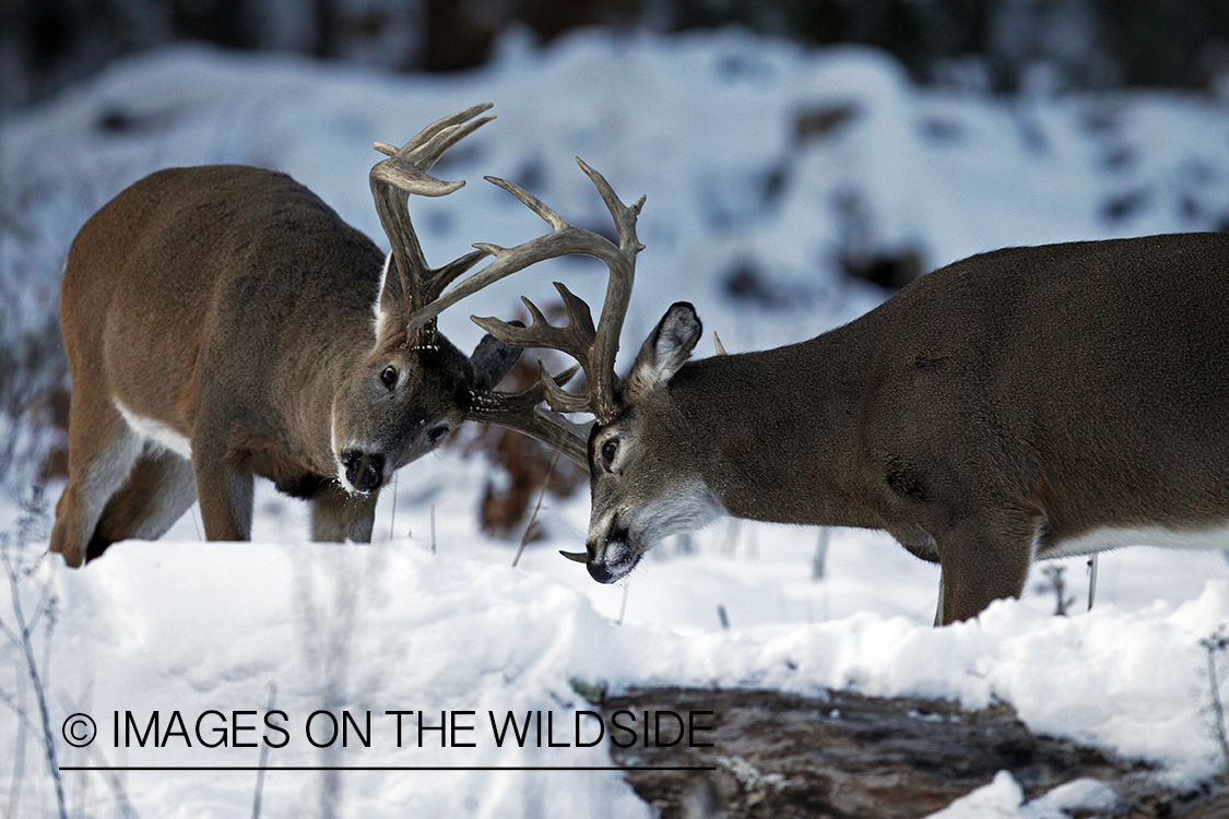 Whitetail in habitat