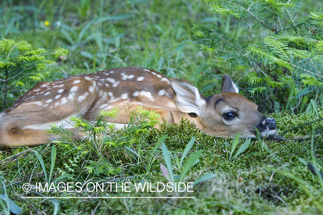 White-tailed Deer Fawns