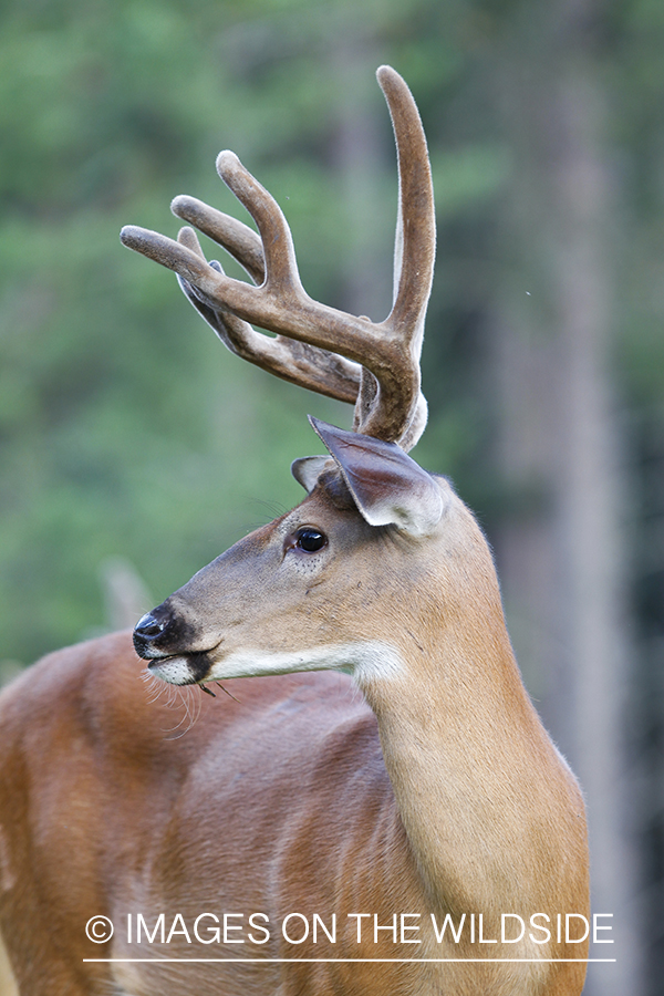 White-tailed deer in velvet