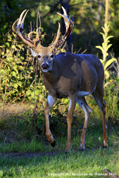 White-tailed buck in habitat in the velvet