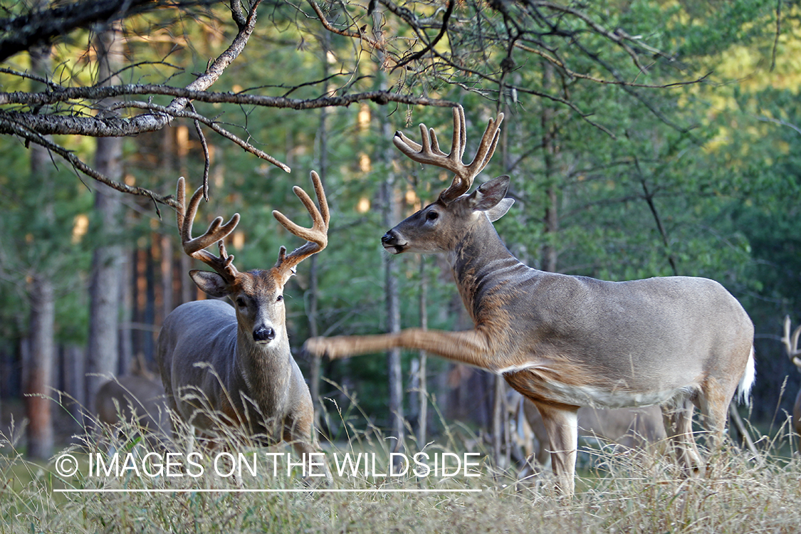 White-tailed bucks fighting