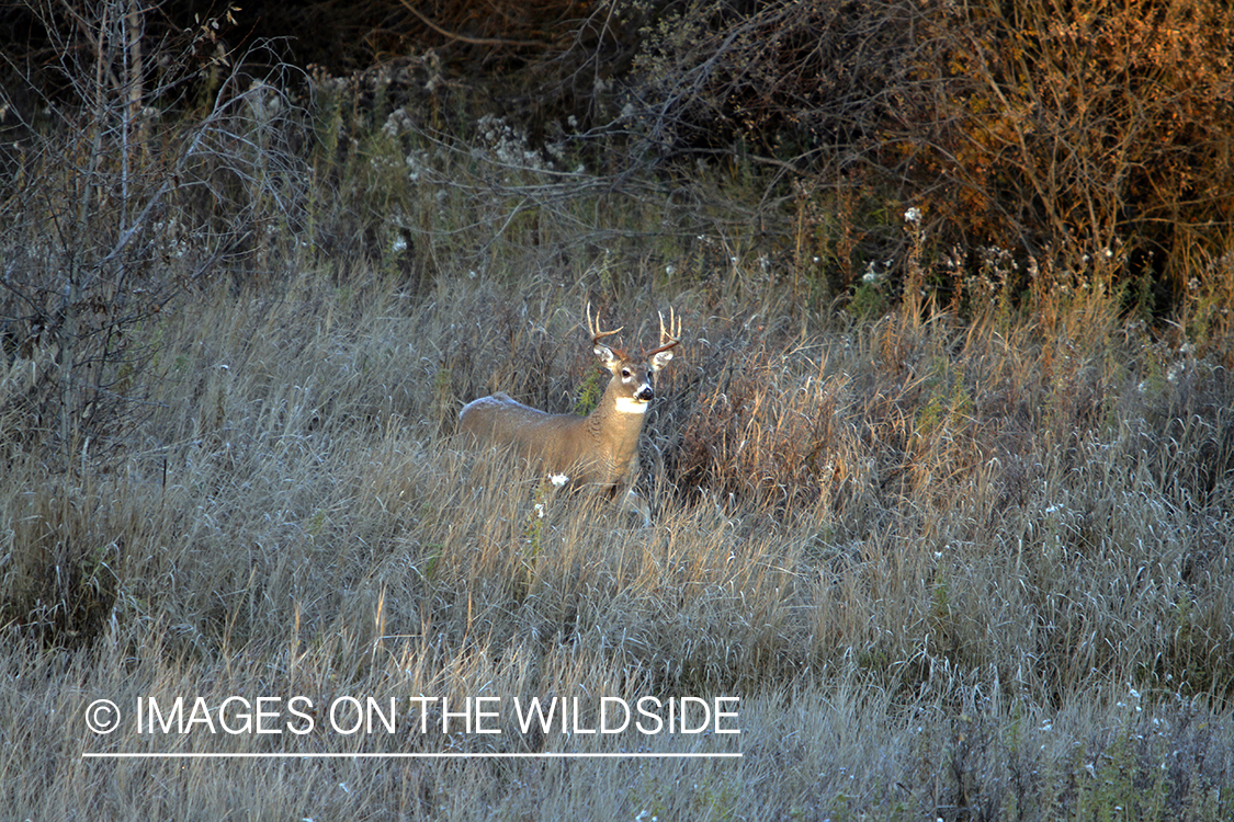 White-tailed buck in habitat. 