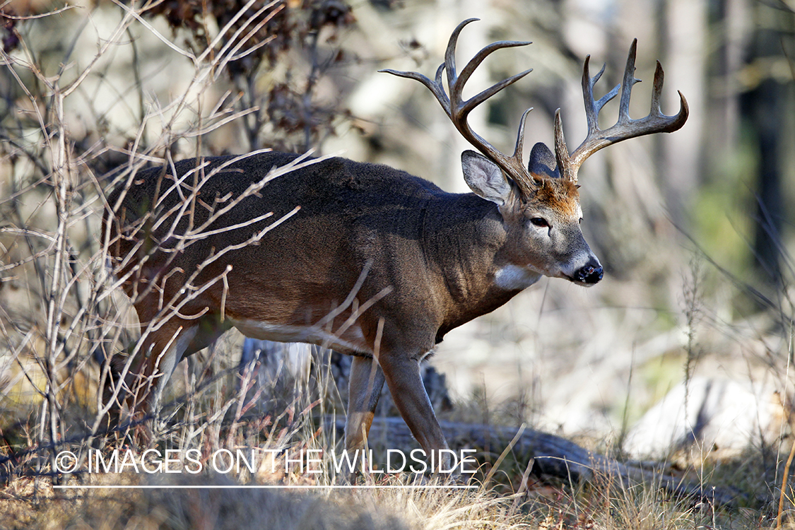 White-tailed buck in habitat. *