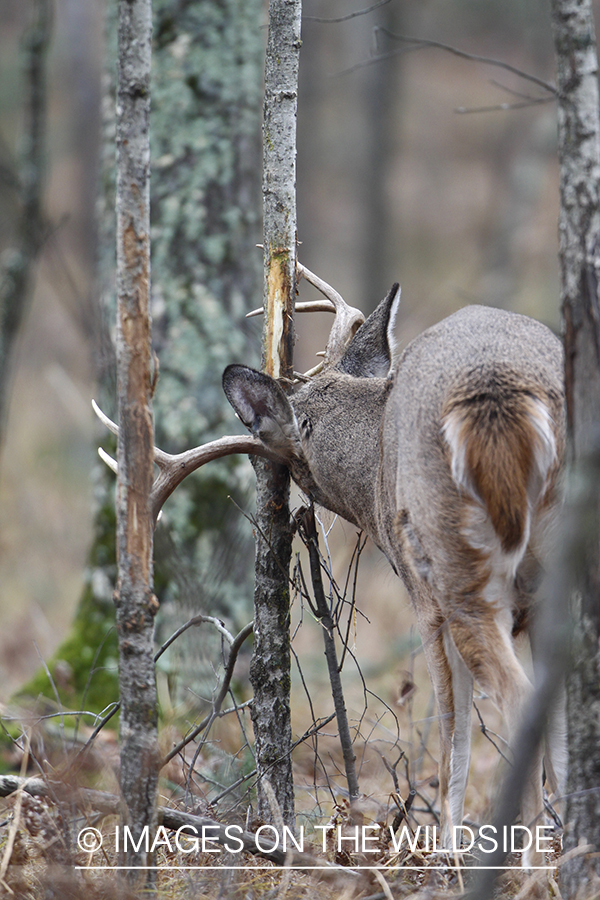 White-tailed buck rubbing tree. 