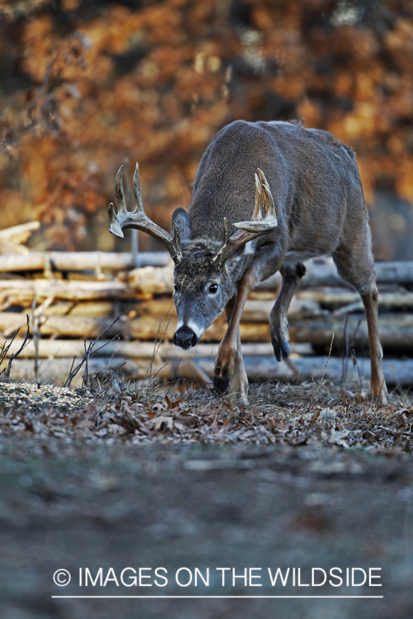 White-tailed buck in habitat. *