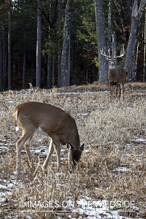 White-tailed buck in habitat with doe. *