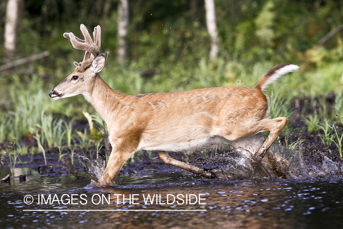 White-tailed deer in velvet in habitat. 